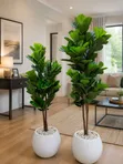Mmea wa Fiddle Leaf na Vase - 1
