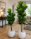 Mmea wa Fiddle Leaf na Vase - 2