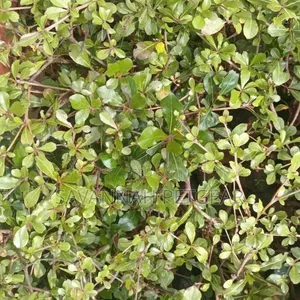 Miti Midogo ya Terminalia Mantaly (Madagascar Almond)