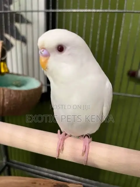 Albino/Lutino Budgies - 1
