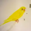 Albino/Lutino Budgies - 2