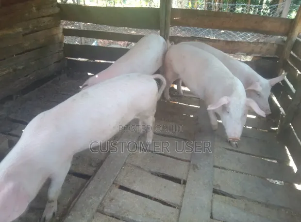 Pigs for Sale - 5 Heads - 1