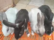 Mature Male Rabbits for Sale - Kenyatta Road, Juja - 1