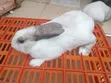 Mature Male Rabbits for Sale - Kenyatta Road, Juja - 2