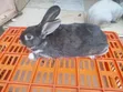 Mature Male Rabbits for Sale - Kenyatta Road, Juja - 3