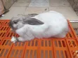 Mature Male Rabbits for Sale - Kenyatta Road, Juja - 4