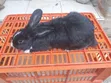 Mature Male Rabbits for Sale - Kenyatta Road, Juja - 5