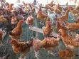 4-Month-Old Rainbow Improved Kienyenji Chickens - 1