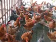 4-Month-Old Rainbow Improved Kienyenji Chickens - 2
