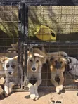 Female Border Terrier Mix Puppy (6-12 Months) - 1
