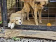 Female Border Terrier Mix Puppy (6-12 Months) - 2