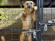 Female Border Terrier Mix Puppy (6-12 Months) - 5
