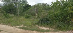 Eneo la Eka 30 kwa Kilimo Linaouzwa Chamari/Adu, Malindi
