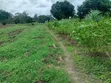 Eneo la Eka Mbili kwa Ajili ya Kuuzwa Mtepeni - 2
