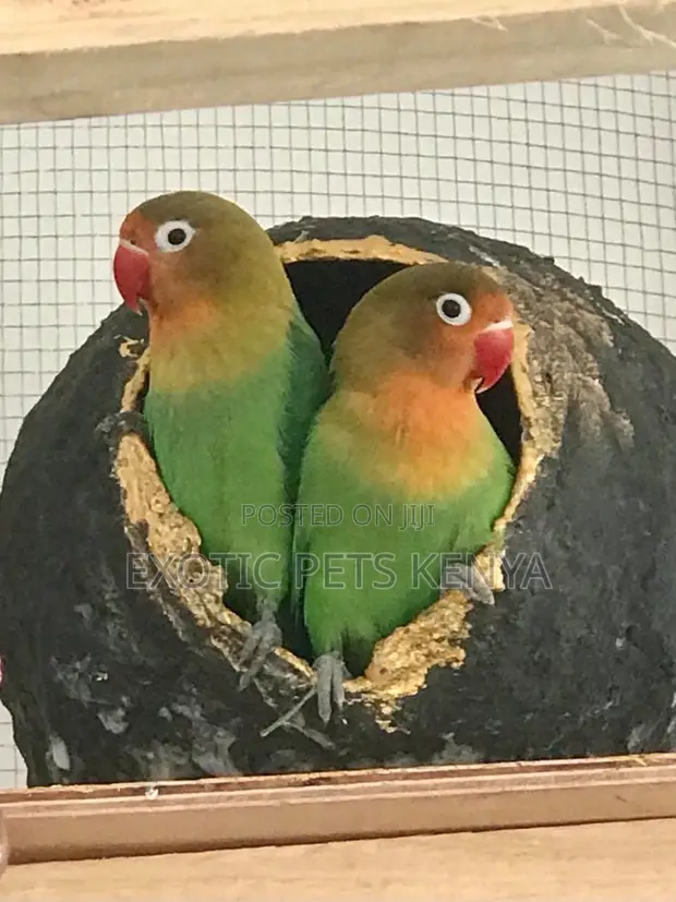 Lovebirds for Sale - 1