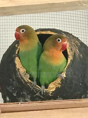 Lovebirds for Sale