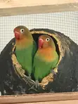 Lovebirds for Sale - 2