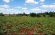 10 Acres Prime Agricultural Land in Gathigiriri, Mwea - 1