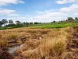 10 Acres Prime Agricultural Land in Gathigiriri, Mwea - 2