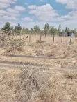 Affordable Residential Land for Sale in Kitengela - 2