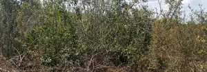 45.5 Acres Prime Farmland for Sale - Kilifi