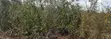 45.5 Acres Prime Farmland for Sale - Kilifi - 1
