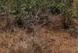 45.5 Acres Prime Farmland for Sale - Kilifi - 2