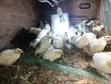 Young Japanese Quail (Coturnix Japonica) - 1 Month Old - 2