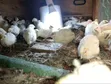 Young Japanese Quail (Coturnix Japonica) - 1 Month Old - 3