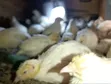 Young Japanese Quail (Coturnix Japonica) - 1 Month Old - 4