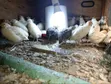 Young Japanese Quail (Coturnix Japonica) - 1 Month Old - 5