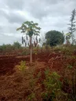 2.6 Acres Land for Sale in Maragua, Murang'a - 2