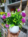 Larger Size Decorative Flowers - Brand New - 3