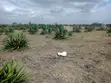 0.125 Acre Plot for Sale along Juja Road - 2