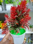 Small Size Decorative Flowers - 2