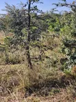 15 Acres Land for Sale in Ngong-Kimuka - 4