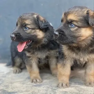 1-3 Month Male Purebred German Shepherd Puppy