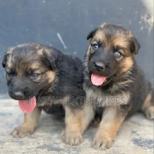 1-3 Months Female Purebred German Shepherd Puppy - 1