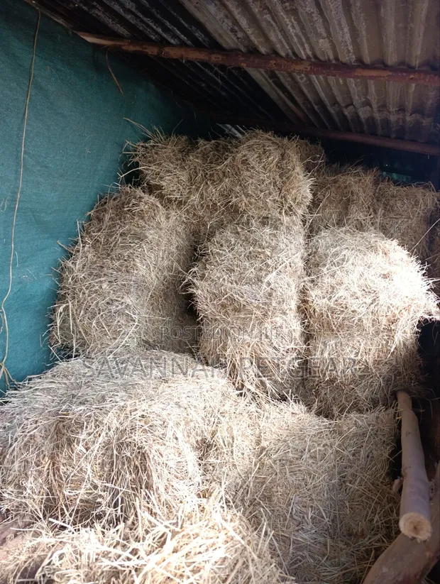Boma Rhodes Grass Hay Square Bale - 1