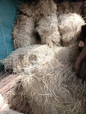 Boma Rhodes Grass Hay Square Bale