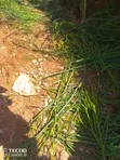 Kitui Kaunti Kasiku Eneo la Eka 70 Zinauzwa - 2