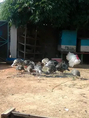 Turkey Birds for Rearing