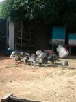Turkey Birds for Rearing - 1