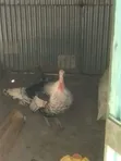 Turkey Birds for Rearing - 2