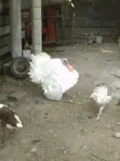 Turkey Birds for Rearing - 3