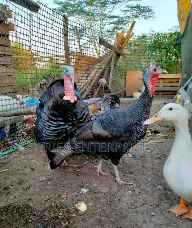 Male Turkeys for Meat - 1