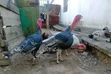 Male Turkeys for Meat - 2