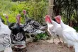 Male Turkeys for Meat - 3