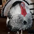 Male Turkeys for Meat - 4