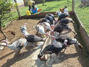Turkey Birds for Rearing and Meat
